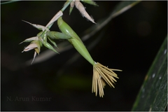 Ochlandra scriptoria